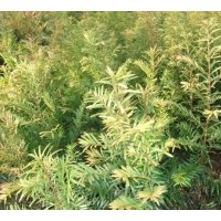 供應(yīng)紅豆杉苗木