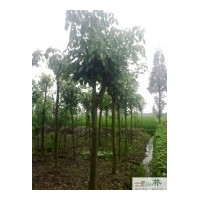 供應(yīng)成都重陽木胸徑6-8公分