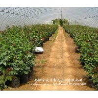 供應月季（玫瑰）種苗