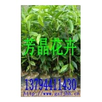 供應沉香苗,細葉欖仁,藍花楹苗,小葉欖仁,海南蒲桃,油柑子,人面樹