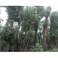 供應(yīng) 香樟樹(shù) 香泡樹(shù) 欒樹(shù) 桂花樹(shù)