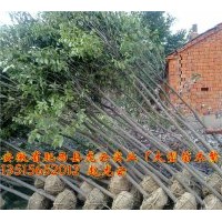 大葉女貞 香樟 紅葉李 烏桕 樸樹 三角楓 石楠 廣玉蘭 欒樹