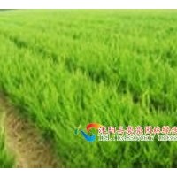 供應(yīng)地柏，爬地柏，沙地柏,鋪地柏,花柏球，千頭柏