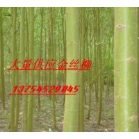 供速生柳、垂柳、白榆、黃柳、國槐、紫穗槐、刺槐、構(gòu)樹