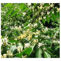 大批量出售金銀木