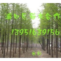 供應(yīng)大量雪松、蜀檜等