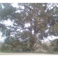 出售65公分的大香樟，殺骨架就是精品