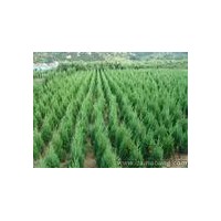 特供山西香椿苗 側(cè)柏苗