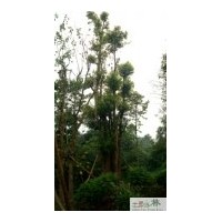 成都多頭香樟供應(yīng)