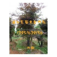 供應(yīng)綠化用金葉女貞，龍柏，紅楓，櫻花，桂花