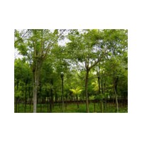 大量銷售國槐等各種苗木