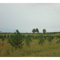 出售野生樟子松，林下苗