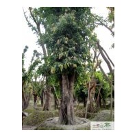 成都黃葛樹 成都黃角樹苗木 大葉榕 工程苗木 苗圃苗