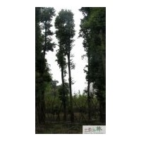 供應(yīng)成都苗圃楨楠苗木批發(fā)