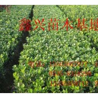 供應(yīng)黃楊苗