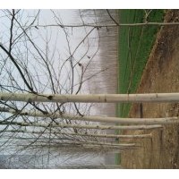 大量供應(yīng) 法桐