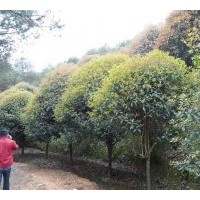 供應(yīng)銀杏樹(shù) 桂花樹(shù)