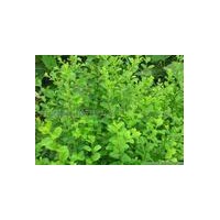 大量供應(yīng)水臘