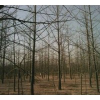 供應(yīng)銀杏實生樹