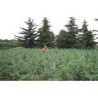 提供不同規(guī)格雪松價(jià)格