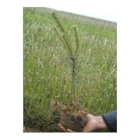 特供山西2年?duì)I養(yǎng)袋油松 華山松 白皮松 黑松