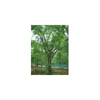 低價出售銀杏苗木，和果樹苗木