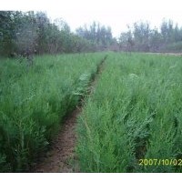 扁柏|側(cè)柏直銷