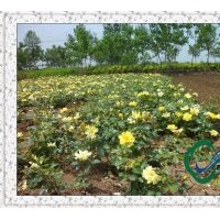 黃帽月季苗|黃帽月季供直銷