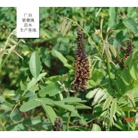 出售紫穗槐 基地占地5000畝