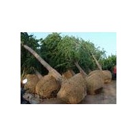 專供2-60公分銀杏實(shí)生苗、嫁接苗