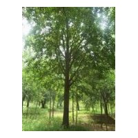 專供各種規(guī)格銀杏樹苗木
