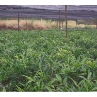 供竹柏 桂花 羅漢松 紅豆杉 紫薇 杜英 無(wú)患子