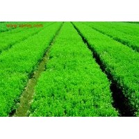 出售紅葉石楠蕭山苗木