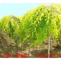 供應(yīng)金葉垂榆