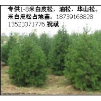 大量供應(yīng)優(yōu)質(zhì)白皮松，油松，國槐，欒樹，大葉女貞，法桐