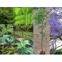 供搖錢樹.紫薇.天竺桂.桂花