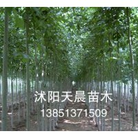 特價(jià)供應(yīng)優(yōu)質(zhì)苗木白蠟