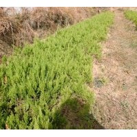 供應(yīng)，蜀檜，龍柏，桂花，紫薇等