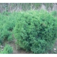 經(jīng)營(yíng)品種有蜀檜、龍柏、雪松、廣玉蘭、白玉蘭、高桿女貞、紫葉李