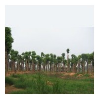 供應(yīng)移植香樟小苗,移栽香樟大樹,精品多桿香樟。