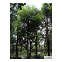 近期成都香樟供應(yīng)