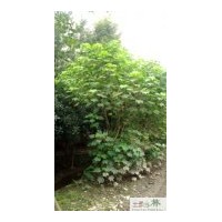 供應(yīng)成都芙蓉 木芙蓉