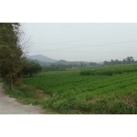 本人大量供應(yīng)當(dāng)年;濕地松、馬尾松、紅豆杉、杉苗、楓香、木荷。