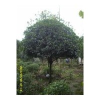 大量供應(yīng) 海桐球 桂花 紫薇 紫葉李 櫻花