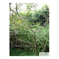 成都工程用苗黃花槐