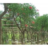 供成都象牙紅工程苗木