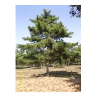 供優(yōu)質(zhì)白皮松、華山松、油松