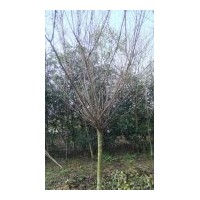 成都紅梅花苗木批發(fā)