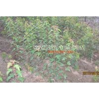 小苗類：三角楓 珍珠繡線菊、水蠟、三角楓、丁香、紫丁香、紅瑞