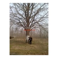 出售銀杏大樹(shù)